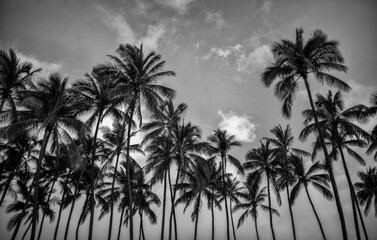 Fototapeta na wymiar Palm Trees on a Beach at Sunrise or Sunset.