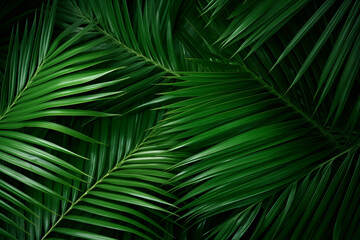 Tropical palm leaves creating a lush green background