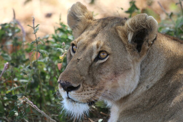 Regard de lionne