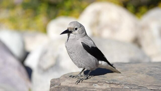 Clark's Nutcracker (Nucifraga columbiana) perched on fir tree branch. Banff National Park, Alberta, Canada.
