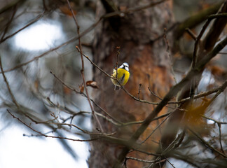 Blue tit sitting on branch in a tree in the winter in natural habitat