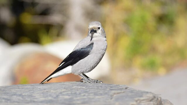 Clark's Nutcracker (Nucifraga columbiana) perched on fir tree branch. Banff National Park, Alberta, Canada.

