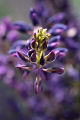 beautiful lupine flower  background. extreme macro shot