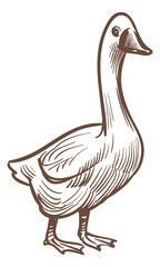 Farm bird sketch. Goose engraving. Poultry drawing