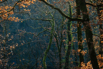 La foret enchantée