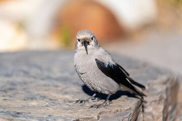 Clark's Nutcracker (Nucifraga columbiana) rest on a rock. Banff National Park, Alberta, Canada.