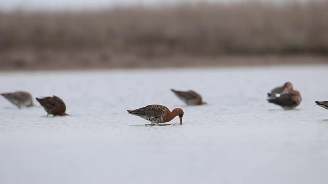 The Bar-tailed godwit  feeds on a shallow lake. Video with a bird. Limosa lapponica