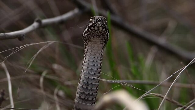Vipera renardi is frozen and wants to attack. A video with a venomous snake. She's in the grass.
