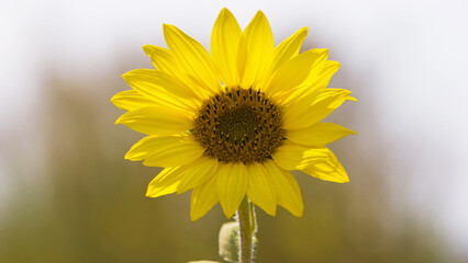 young bright yellow sunflower in the field. flowers of a sunflower in the sunlight. Yellow flowers on a farm field. Agriculture concept, organic products, good harvest. Growing seeds, oil. close-up