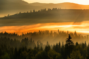 Incredibly beautiful sunrise in the mountains. Coniferous trees in the fog and the rays of the sun...