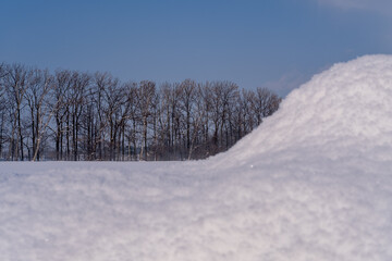 snow covered trees in winter