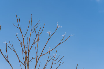 branches against blue sky in winter 