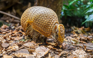 Close up view of a Southern three-banded armadillo (Tolypeutes matacus)