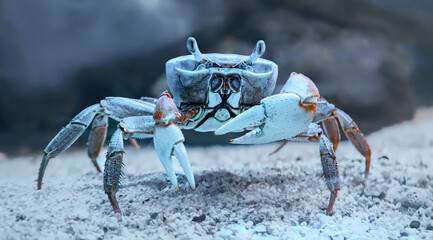 Underwater Close-up view of a rainbow crab (Cardisoma armatum)