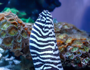 Close-up view of a zebra moray (Gymnomuraena zebra)