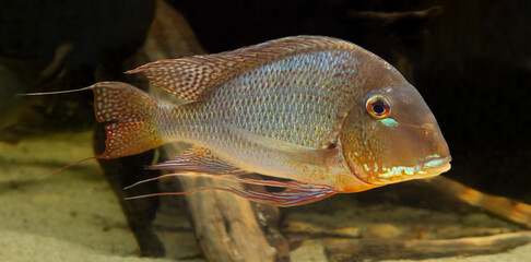 Close-up view of a Cichlid (Red-striped eartheater - Geophagus surinamensis)