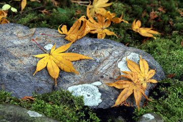 Fallen yellow maple leaves on moss and stone / 苔と石の上に落ちた黄葉のもみじ