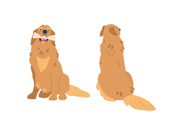 Golden Retriever Sitting Pose With Bone Front And Rear View. Majestic Dog Sits Proudly, Its Gentle Eyes Radiating Warmth