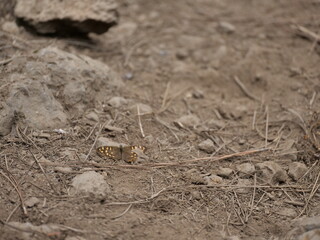 a brown butterfly missing part of it's wing