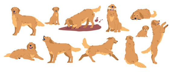 Golden Retriever In Different Poses. Friendly, Intelligent, Loyal Dog Breed Known For Its Beautiful Golden Coat