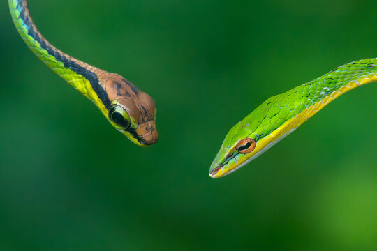 Two tree snakes, elegant bronzeback dendrelaphis formosus and vine snake ahaetulla mycterizans facing head to head, natural bokeh background 