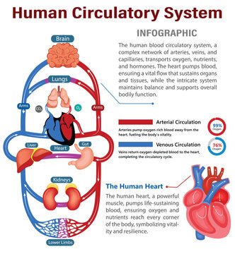 Heart, arteries, and veins dance in the intricate symphony of the blood circulatory system, sustaining life's rhythm
