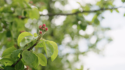 Slow motion blooming apple tree closeup in late spring