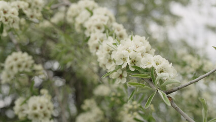 closeup of willow pear blossom