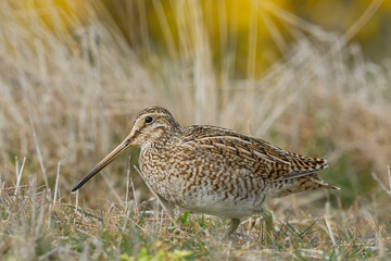 Magellanic Snipe (Gallinago paraguaiae magellanica) foraging in a grassy meadow on Bleaker Island...