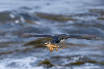 Rock Shag (Phalacrocorax magellanicus) in flight carrying pieces of tussock grass for its nest on...
