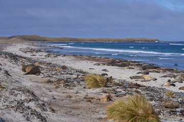 Southern Elephant Seals (Mirounga leonina) on a sandy beach on Sealion Island in the Falkland Islands.