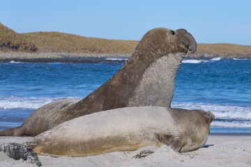 Southern Elephant Seals (Mirounga leonina) on a sandy beach on Sealion Island in the Falkland Islands.