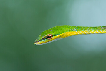 Close up of malayan vine snake ahaetulla mycterizans with natural bokeh background 