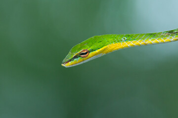 Close up of malayan vine snake ahaetulla mycterizans with natural bokeh background 