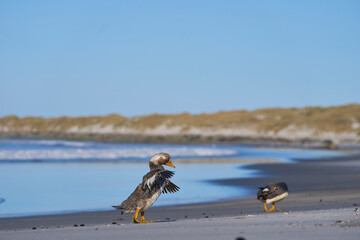 Falkland Steamer Duck (Tachyeres brachypterus) on a sandy beach on Sea Lion Island in the Falkland...