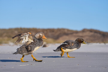 Falkland Steamer Duck (Tachyeres brachypterus) on a sandy beach on Sea Lion Island in the Falkland...