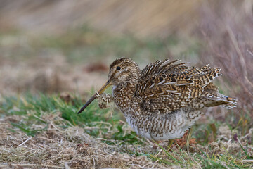 Magellanic Snipe (Gallinago paraguaiae magellanica) preening in a grassy meadow on Sea lion Island...