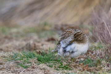 Magellanic Snipe (Gallinago paraguaiae magellanica) preening in a grassy meadow on Sea lion Island in the Falkland Islands.