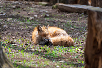 休息するキツネ