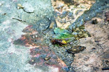 Wasp on wet surface and leaves.