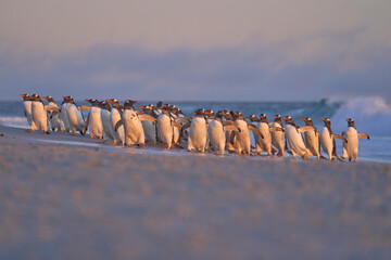 Gentoo Penguin (Pygoscelis papua) heading to sea early in the morning from a sandy beach on Sea...