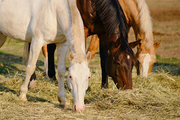 The horses enjoy grazing on the hay in the open paddock, savoring their meal on the farm © Андрей Журавлев