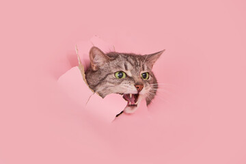 A screaming meowing cat in a hole on a paper pink background. Torn studio background and a scared cat looking through it, copy space - obrazy, fototapety, plakaty