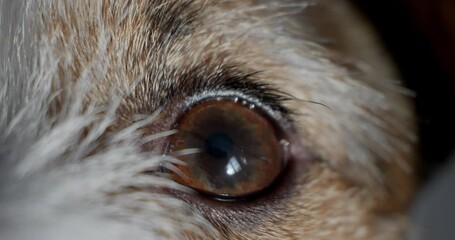 Dog's eye close-up. The puppy looks into the eyes.