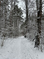 snow winter forest