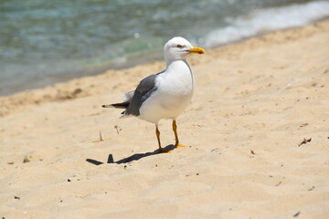 Fototapeta premium Seagull on the beach