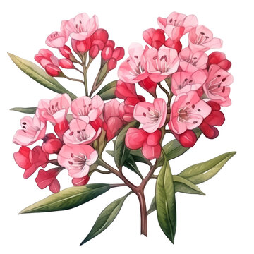 Lovely Pink and Red Mountain laurel Or Kalmia Flower Bouquet Botanical Watercolor Painting Illustration