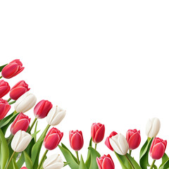 Spring Tulip Flowers Border PNG