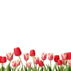 Spring Tulip Flowers Border PNG