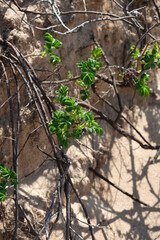 branches with leaves on a background of sand
